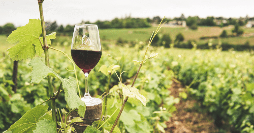 things to do in Costa del Sol this autumn 2025 – wine tasting in Ronda

